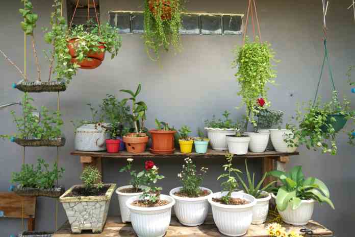 Seni Berkebun di Rumah: Membuat Sudut Hijau yang Menenangkan
