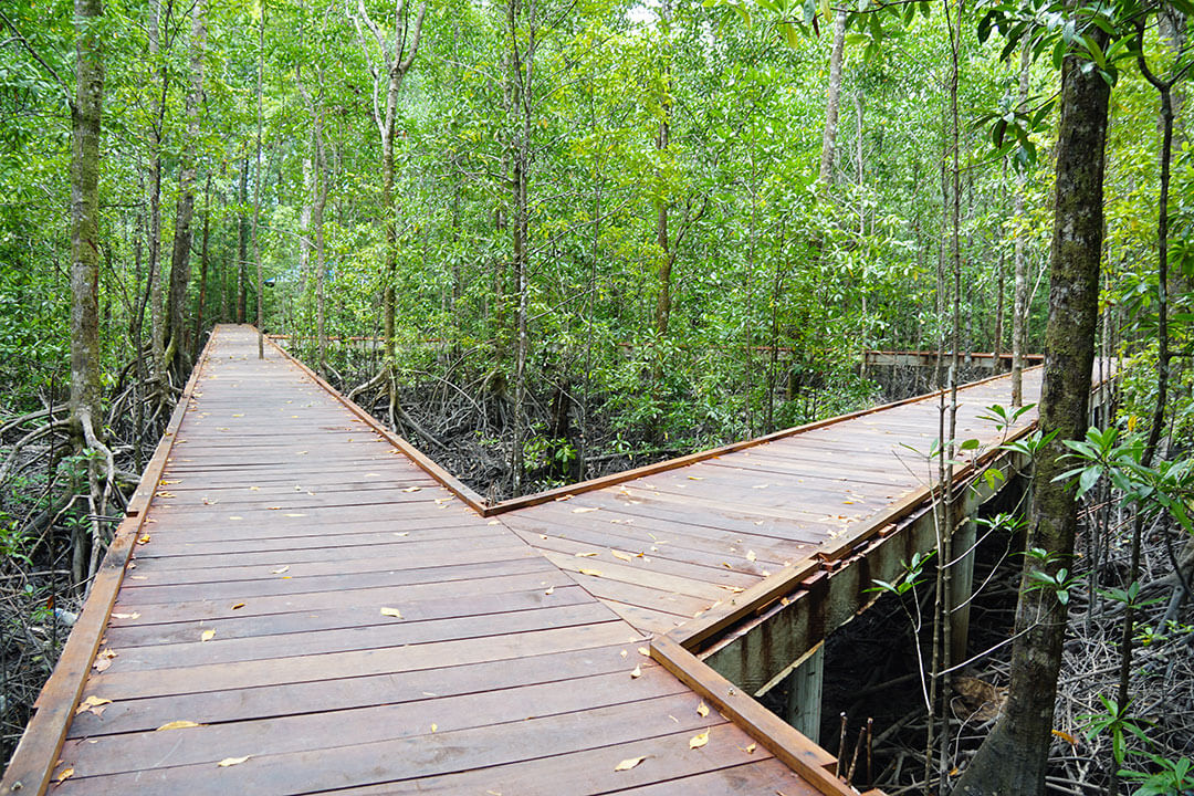 Menyelami Peran Penting Taman Mangrove Papua bagi Lingkungan
